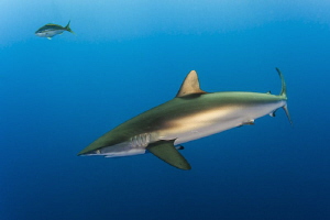 The bronze flanks of a silky shark photographed in the Ja... by Paul Colley 